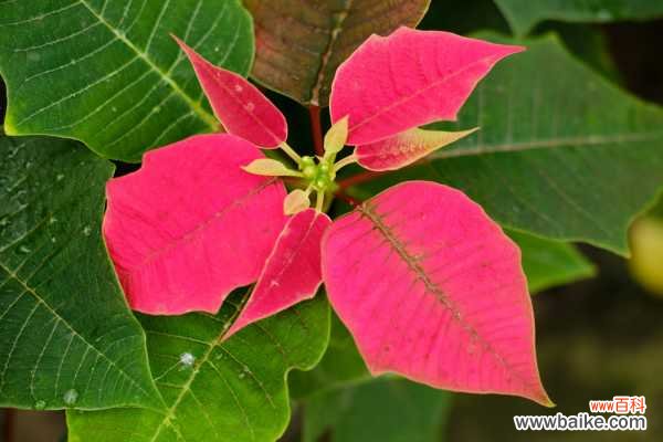 一品红能放室内吗