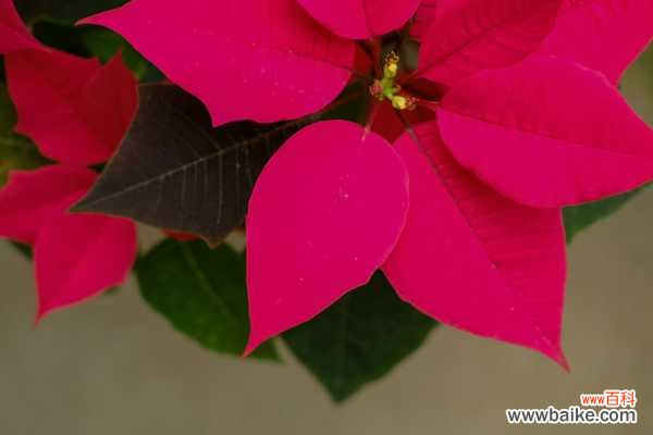 一品红能放室内吗