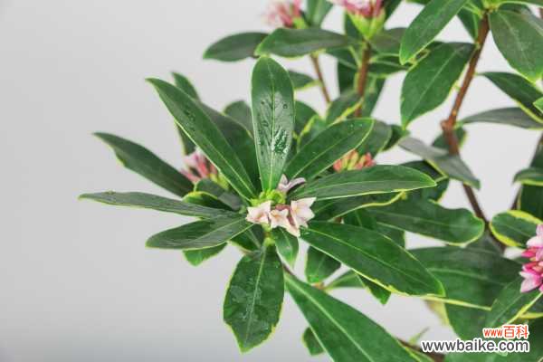 金边瑞香适合室内养殖吗，能活几年