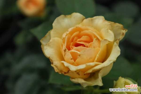 月季花可以室内养吗