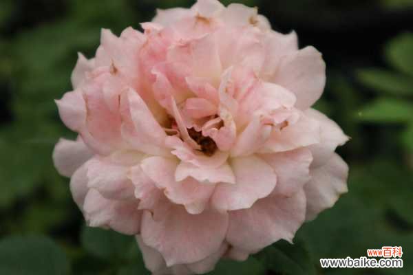 月季花可以室内养吗