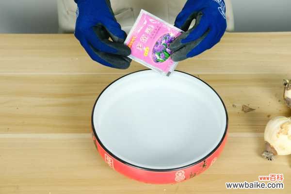 水仙可以在室内养吗