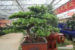 罗汉松适合室内养吗