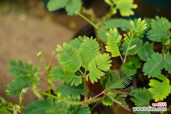 含羞草可以放室内吗