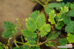 含羞草可以放室内吗