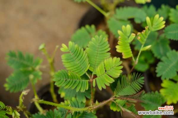 含羞草可以放室内吗