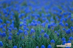 葡萄风信子有毒吗，适合室内养吗