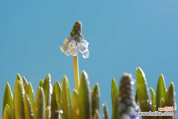 葡萄风信子有毒吗,适合室内养吗