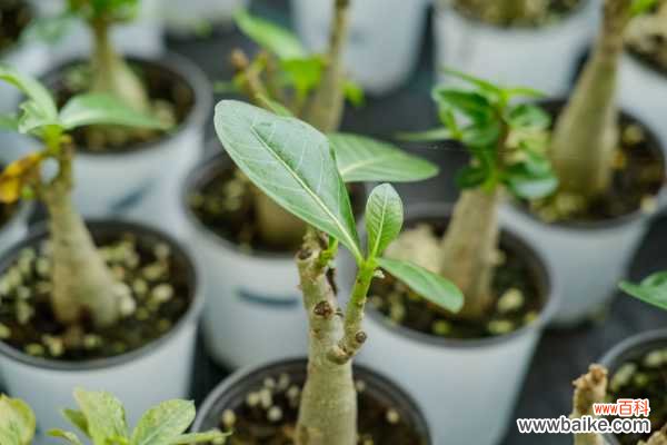 室内沙漠玫瑰有毒吗,几年会开花