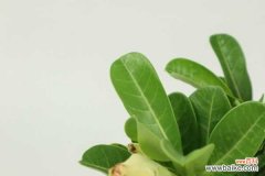 室内沙漠玫瑰有毒吗，几年会开花