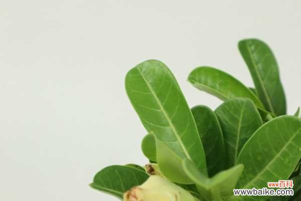 室内沙漠玫瑰有毒吗,几年会开花