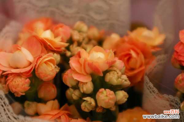 长寿花有毒吗，怎么在室内养？