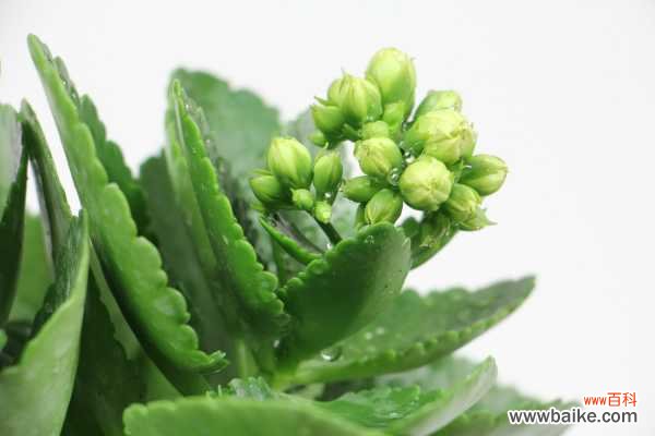 长寿花有毒吗，怎么在室内养？