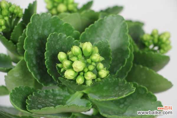 长寿花有毒吗，怎么在室内养？