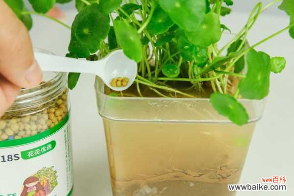 铜钱草有毒吗?可以放在卧室吗?