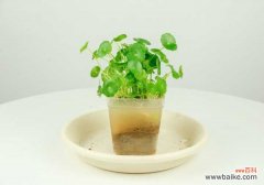 铜钱草有毒吗？可以放在卧室吗？