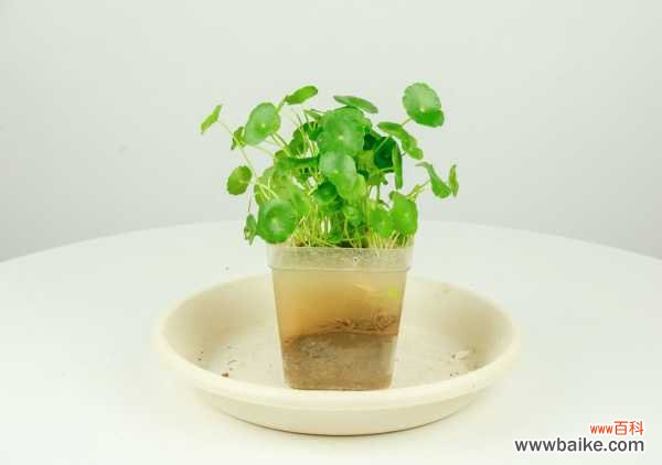 铜钱草有毒吗?可以放在卧室吗?