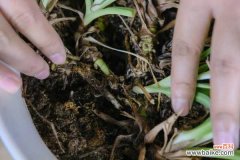 吊兰为什么不能放卧室，室内怎么养才长得好