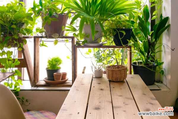 5种室内植物推荐 卧室放什么花有助睡眠