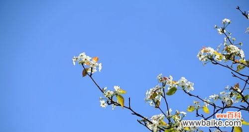 探寻梨花花语与象征意义 梨花之美