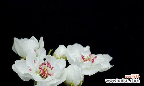 探寻梨花花语与象征意义 梨花之美