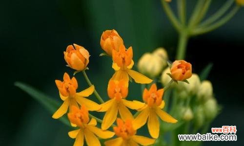 探寻马利筋背后的含义,了解它在生活中的应用 解密马利筋的花语