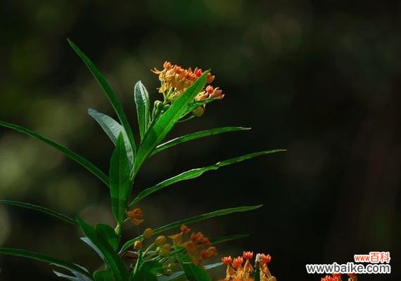 探寻马利筋背后的含义,了解它在生活中的应用 解密马利筋的花语