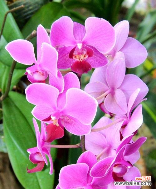 美丽优雅的蝴蝶兰，你知道它的花语和寓意吗？ 蝴蝶兰花语与寓意