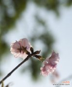 探寻冬樱花、重瓣樱花和樱花草的独特韵味 春之美——浪漫樱花的花语与品种特色