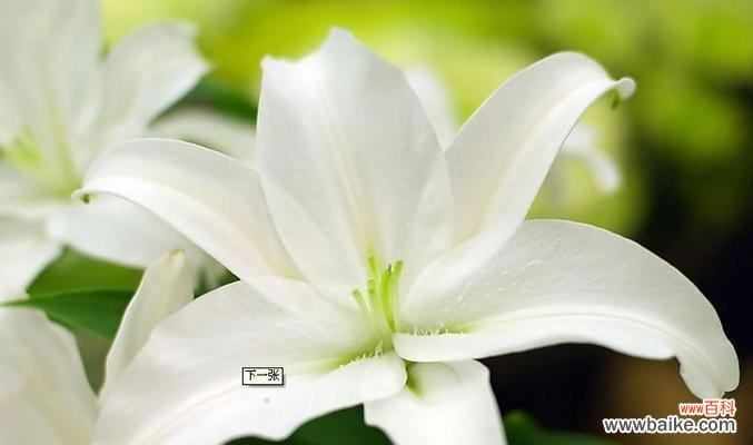 了解花语,掌握花朵的秘密语言 花语大全,让鲜花说出你的心声