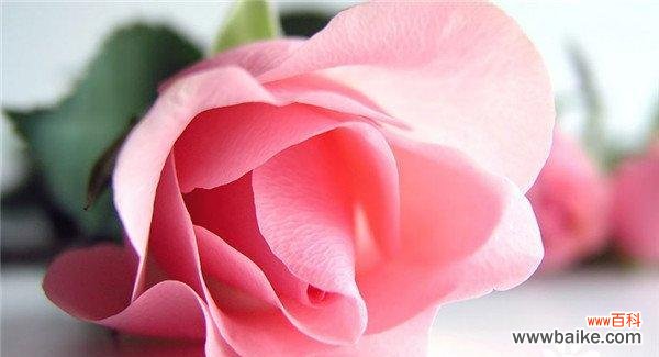 了解花语传递的真谛,感受爱情的深刻内涵 探寻22朵玫瑰花语