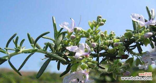 传达心灵的敬意和爱意，以及对生命的珍视和赞美 探寻迷迭香的花语