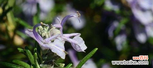 传达心灵的敬意和爱意，以及对生命的珍视和赞美 探寻迷迭香的花语