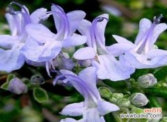 传达心灵的敬意和爱意，以及对生命的珍视和赞美 探寻迷迭香的花语