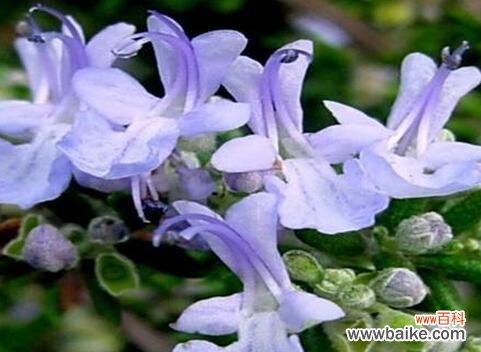 传达心灵的敬意和爱意，以及对生命的珍视和赞美 探寻迷迭香的花语