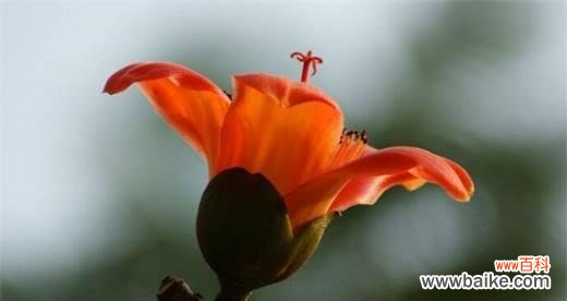 传承美好、顽强不屈、热情与爱 木棉花的寓意