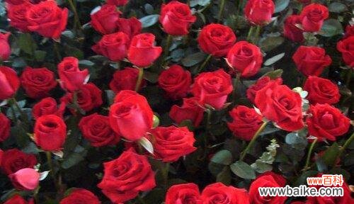 用花言巧语表达爱意,29朵玫瑰传递的情感信息 29朵玫瑰花的花语与意义