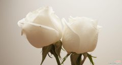 用花语表达情感的古老习俗 两朵玫瑰的寓意