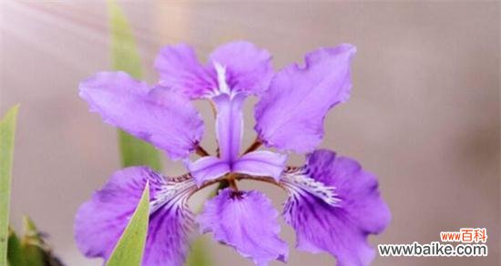 探寻鸢尾花的深层意义 鸢尾花的花语和寓意