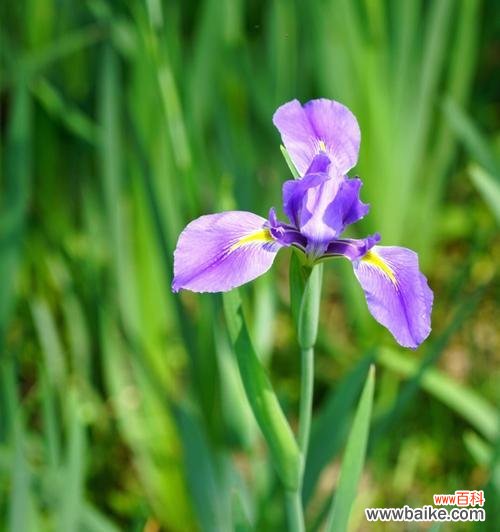 探寻鸢尾花的深层意义 鸢尾花的花语和寓意