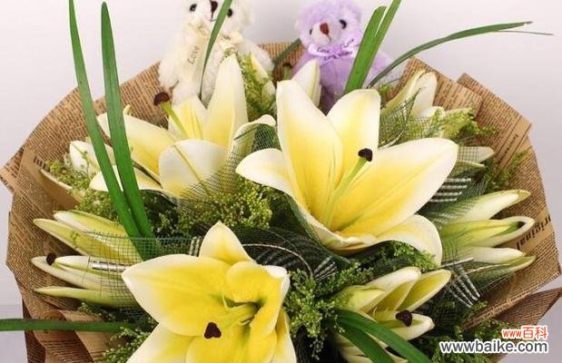 探究百合花所代表的情感和意义 送女人百合花的寓意