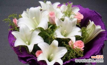 探究百合花所代表的情感和意义 送女人百合花的寓意