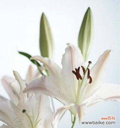 探究百合花所代表的情感和意义 送女人百合花的寓意