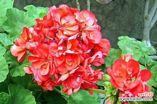 天竺葵怎样叶插？天竺葵的叶插繁殖方法全解