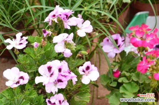 天竺葵零下会冻死吗?天竺葵零下会冻死