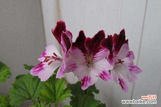 天竺葵零下会冻死吗?天竺葵零下会冻死