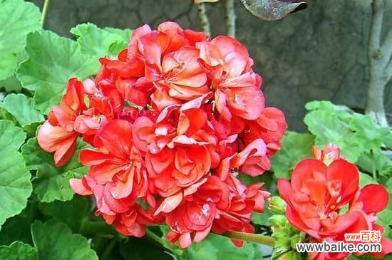 天竺葵值得入手的品种有哪些?天竺葵优良的品种全览