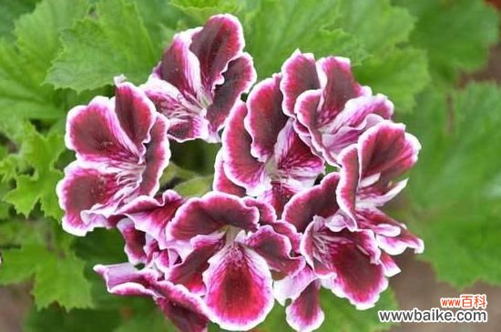 天竺葵值得入手的品种有哪些?天竺葵优良的品种全览