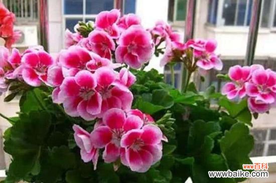 天竺葵能淋雨吗