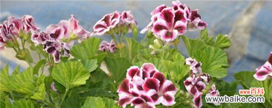 天竺葵能养几年？天竺葵能养2～3年